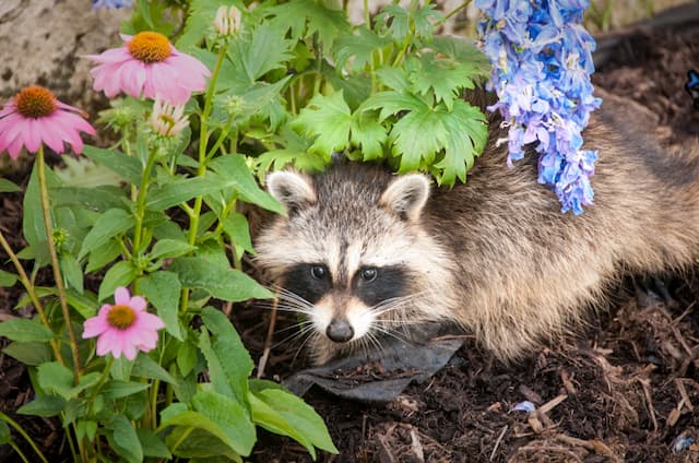 Raccoon Exclusions Services What You Need to Know