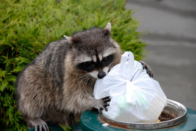 raccoon eating plastic bag