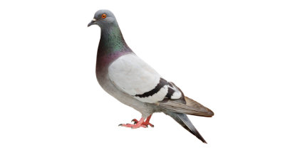 pigeon wildlife removal