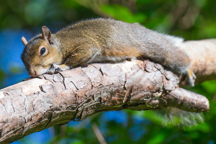 How to Get Rid of Squirrels Humanely