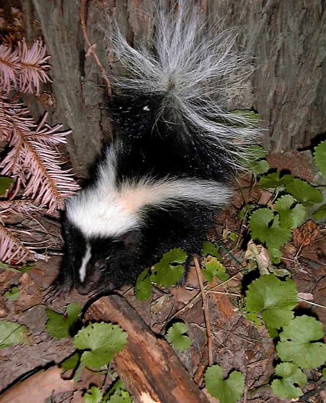 how to keep skunks away