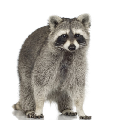 raccoon wildlife removal pickering