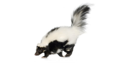 wildlife control pickering skunks