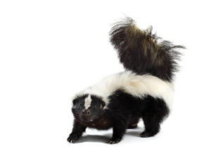 Skunk wildlife removal