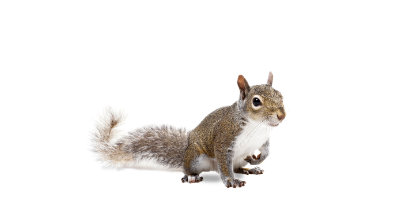 squirrel wildlife removal pickering